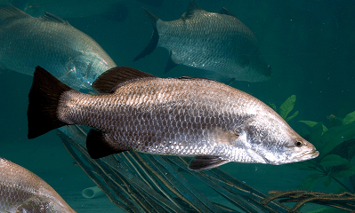 Barramundi