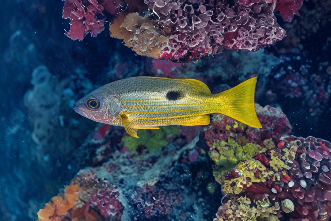 Dory Snapper