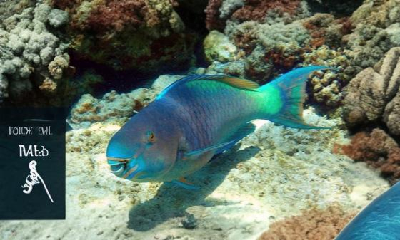 Ember Parrotfish