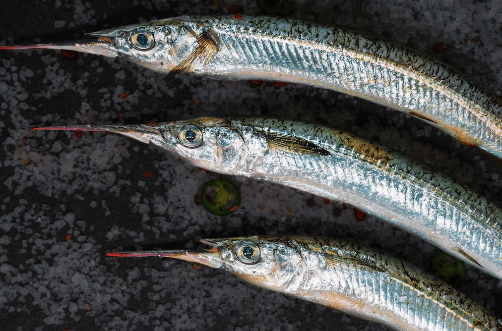 Garfish