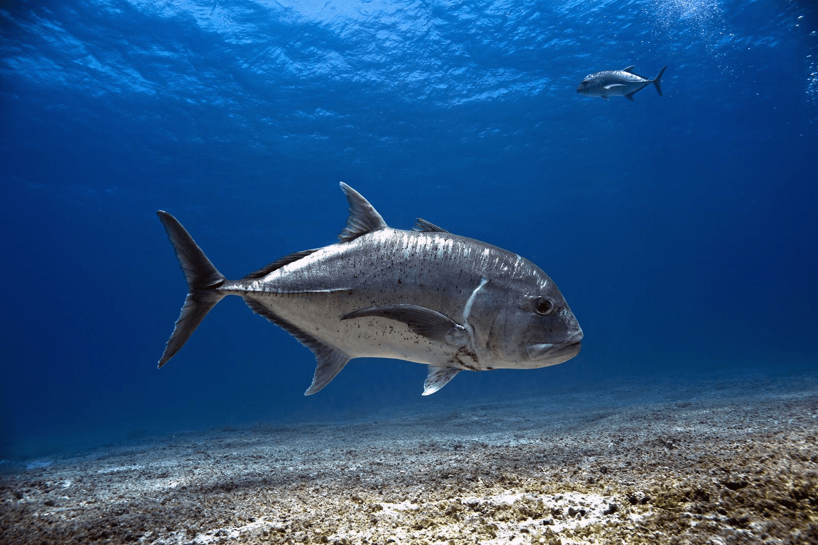 Giant Trevally