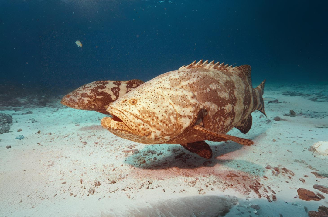 Grouper Fish