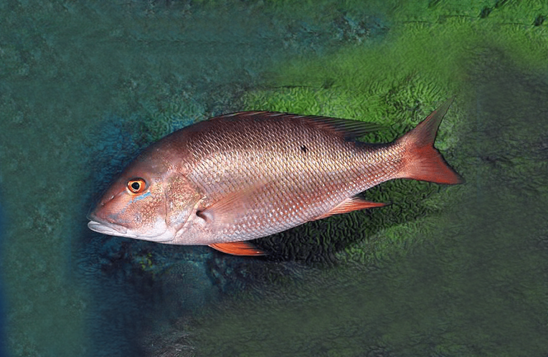 Reef Fish