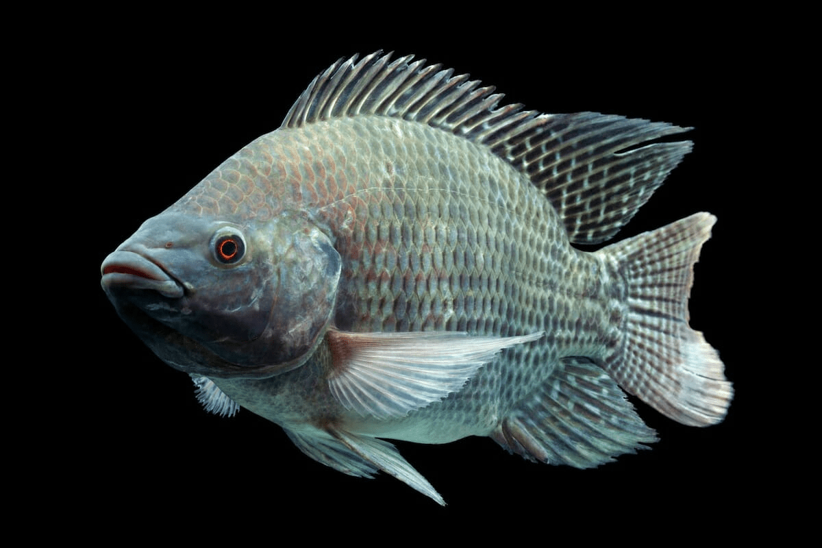 Tilapiya